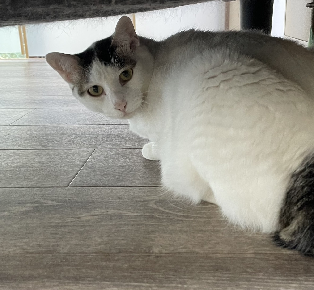 Palette＋ねこやの白とグレーの猫