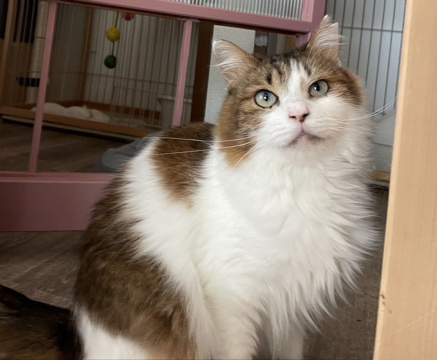 Palette＋ねこやの長毛の猫