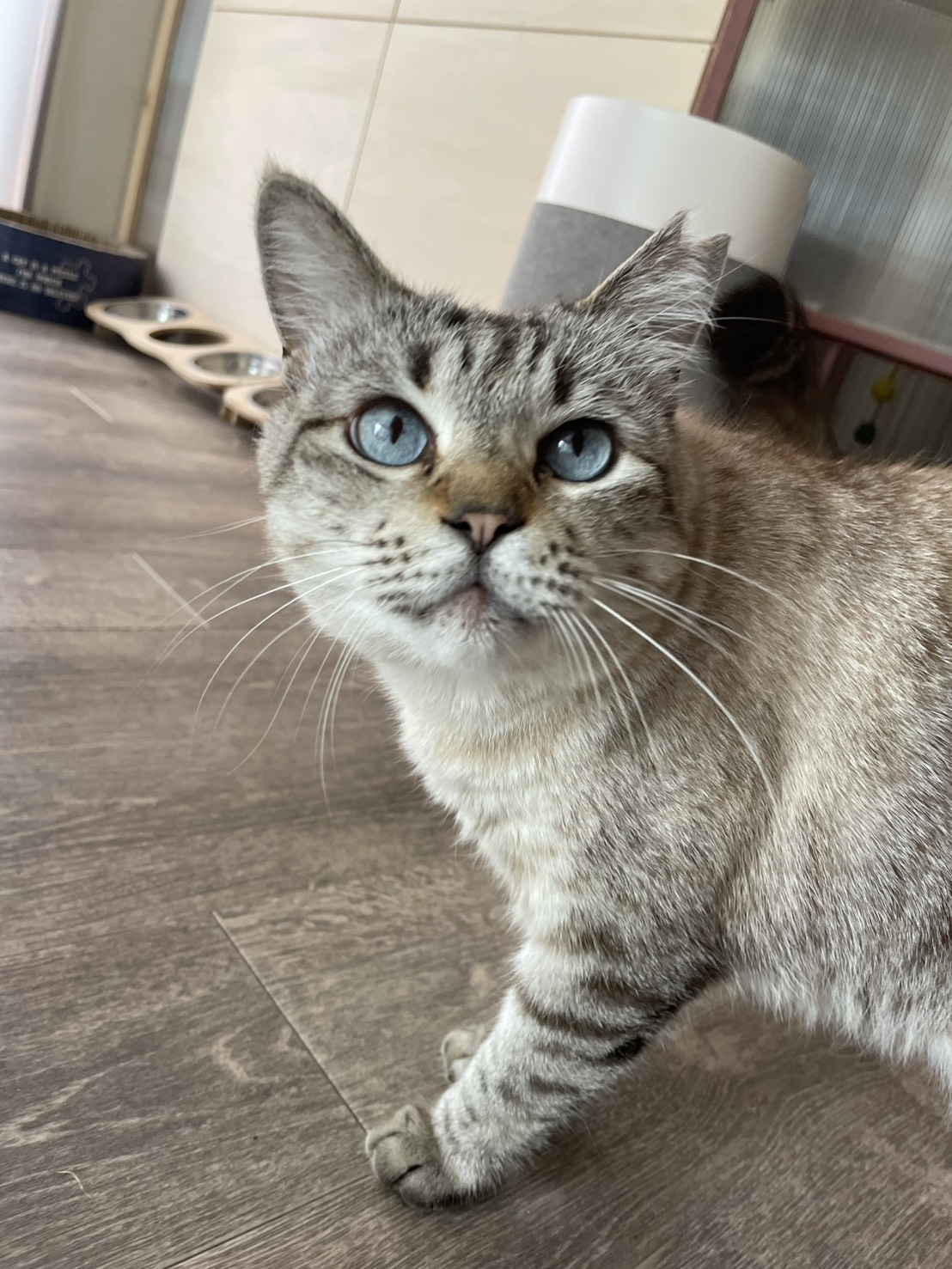 Palette＋ねこやのキジトラの猫