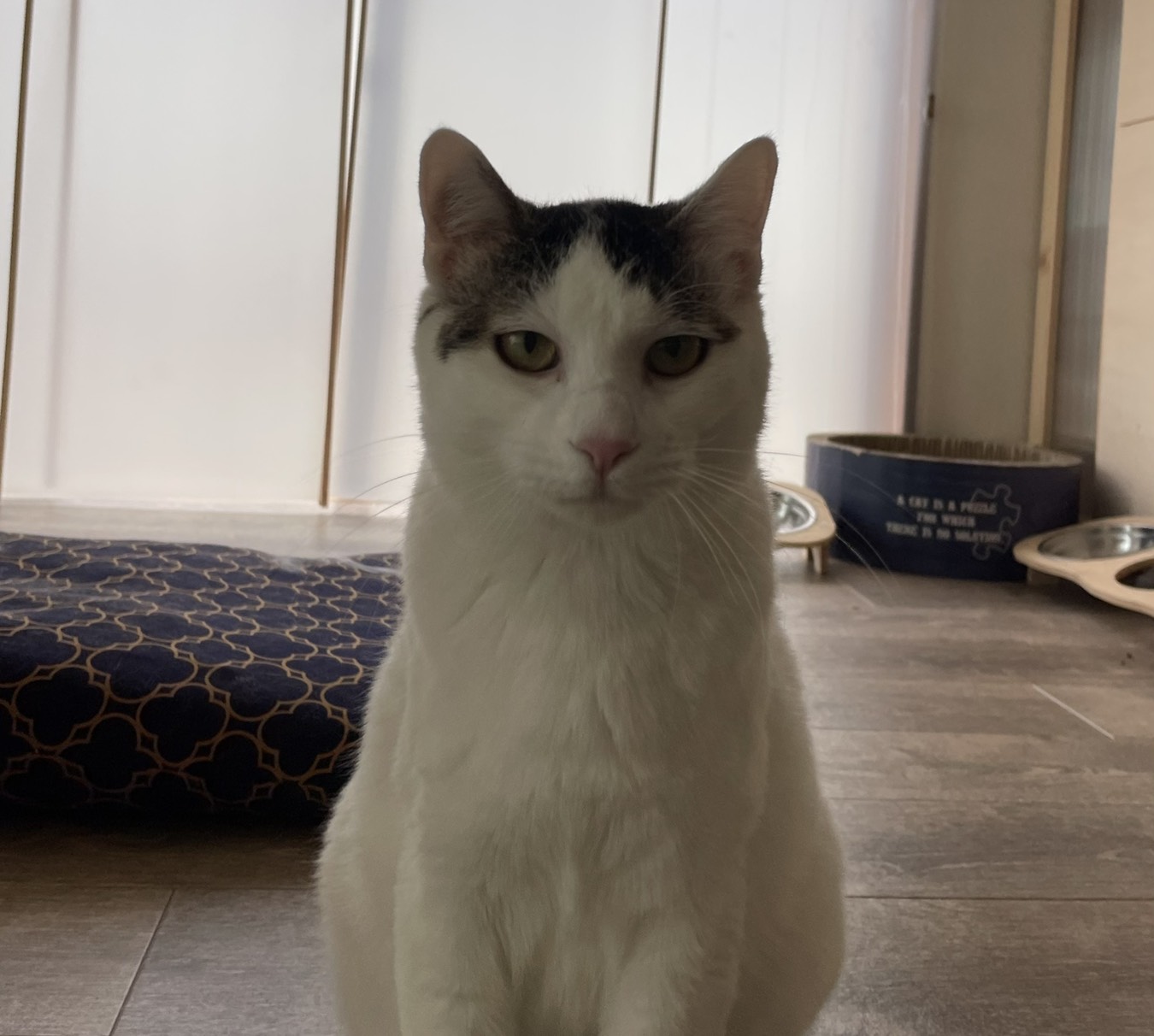 座っているPalette＋ねこやの白とグレーの猫