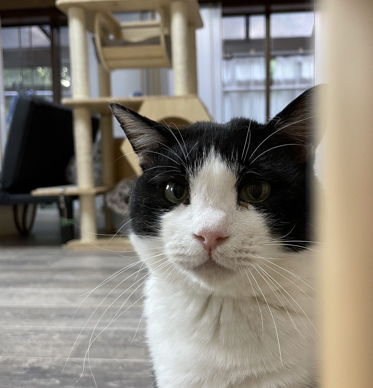 Palette＋ねこやの白黒の猫