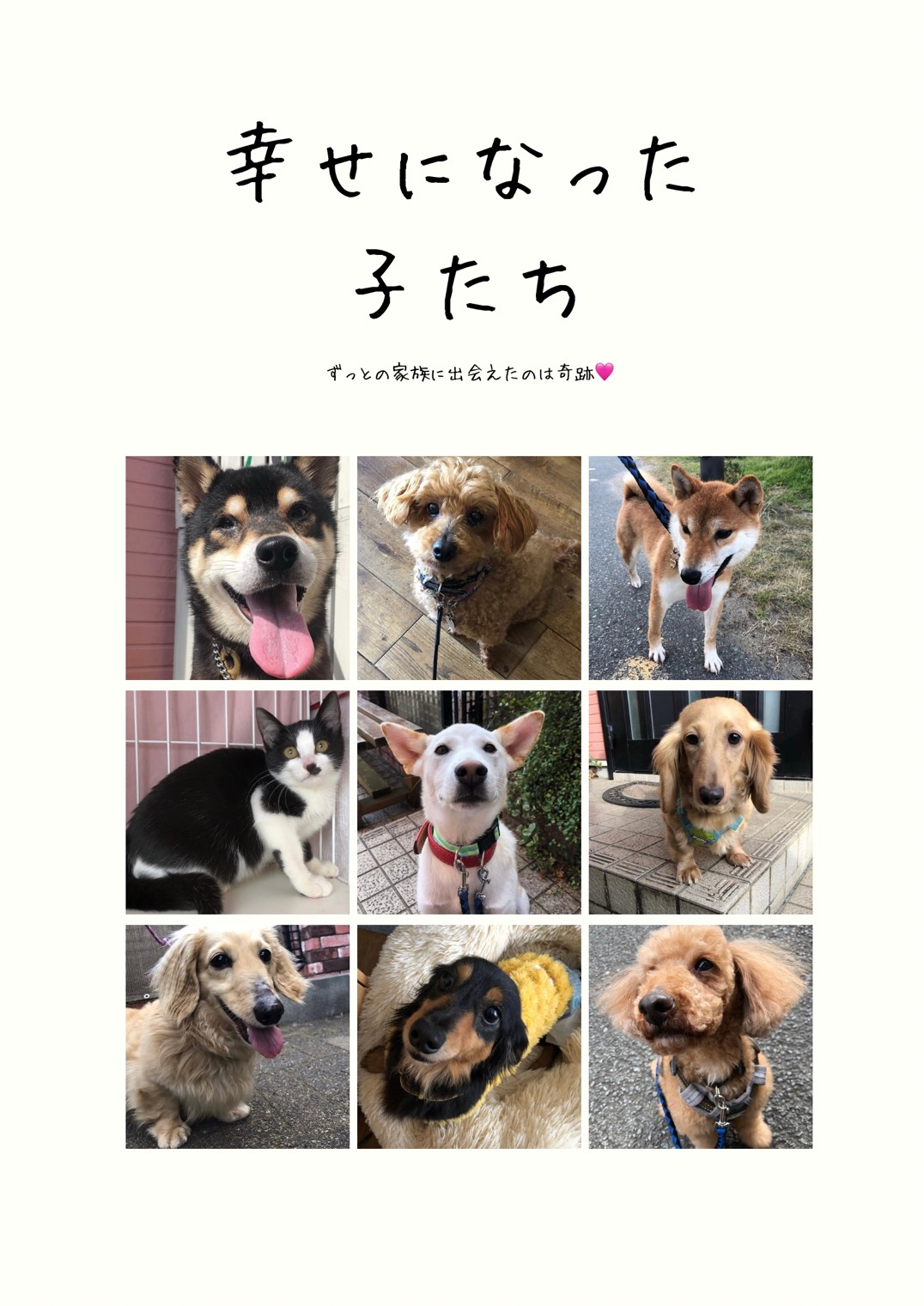幸せになった子たちの写真集2。新しい家族に迎えられた犬たちの写真