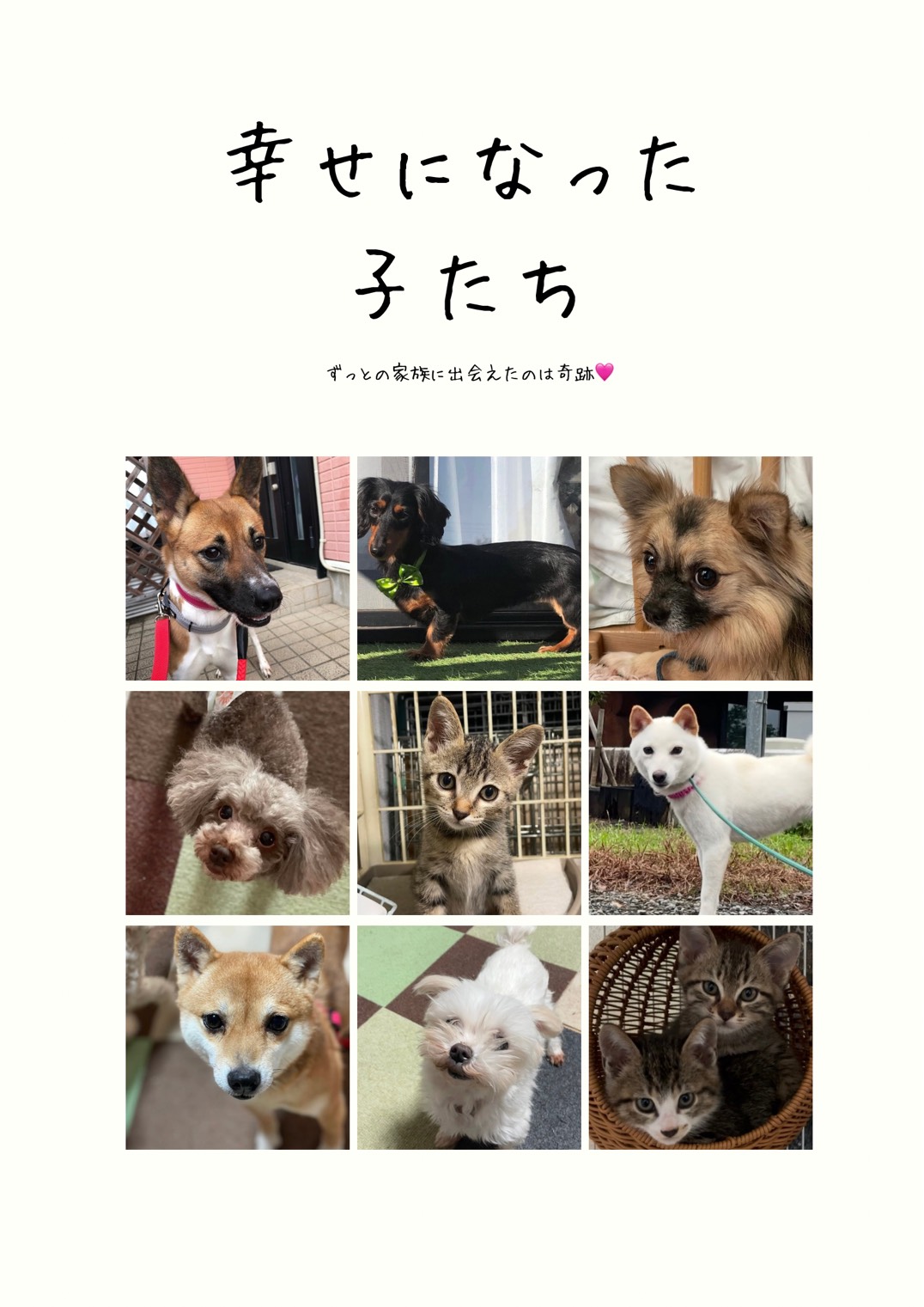 幸せになった子たちの写真集3。新しい家族に迎えられた犬や猫たちの写真