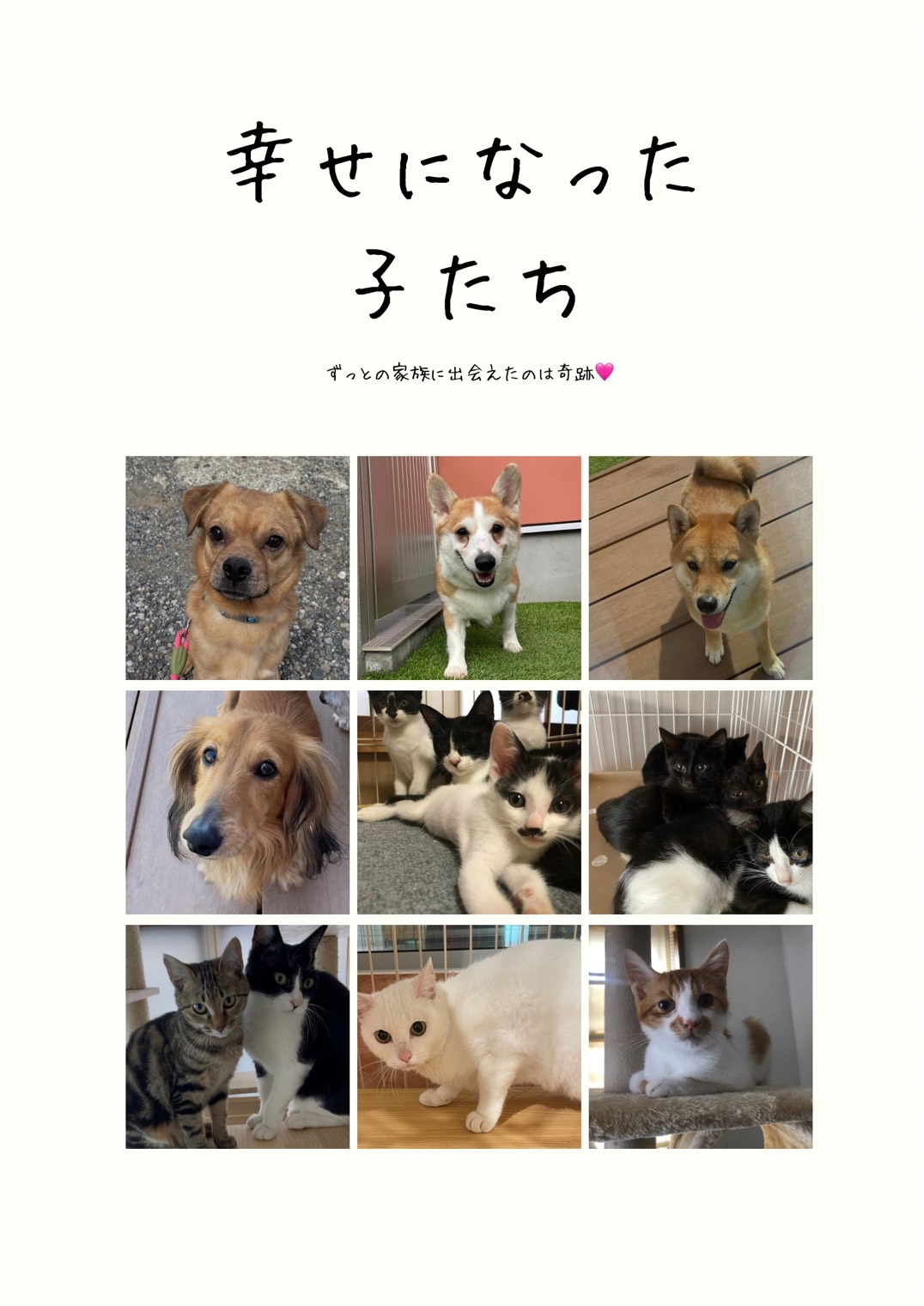幸せになった子たちの写真集4。新しい家族に迎えられた犬や猫たちの写真