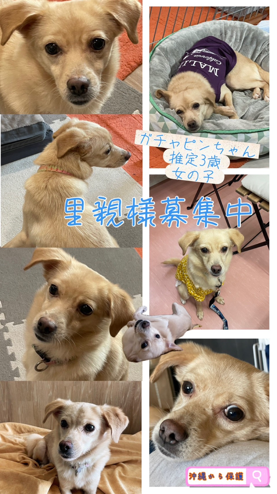 里親さま募集中のガチャピンちゃん。沖縄から保護した推定3歳の女の子の写真集