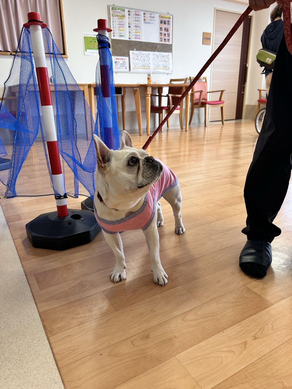 老人ホームでの訪問活動に参加する服を着た犬