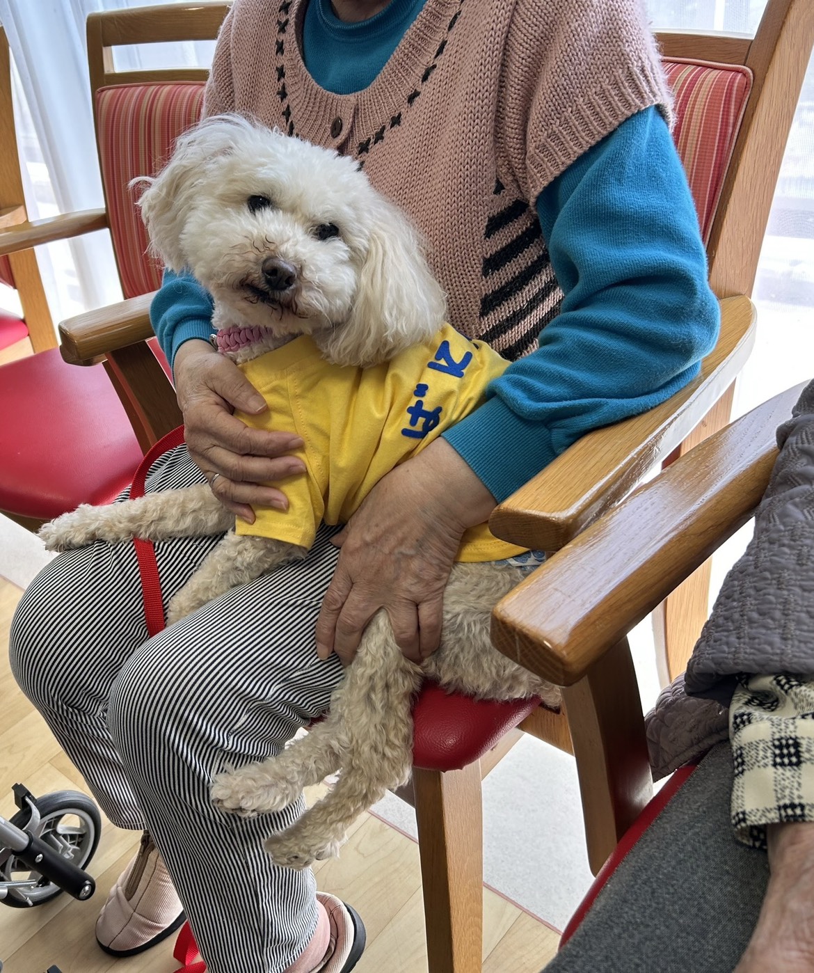 ご入居者さまの膝の上でふれあう白い犬