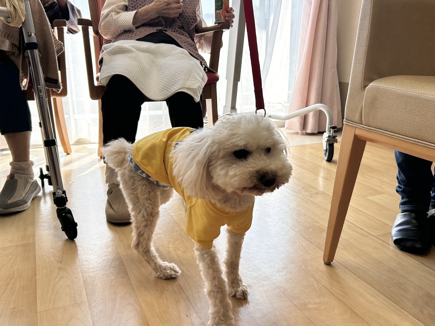老人ホームの室内で過ごす黄色い服の白い犬