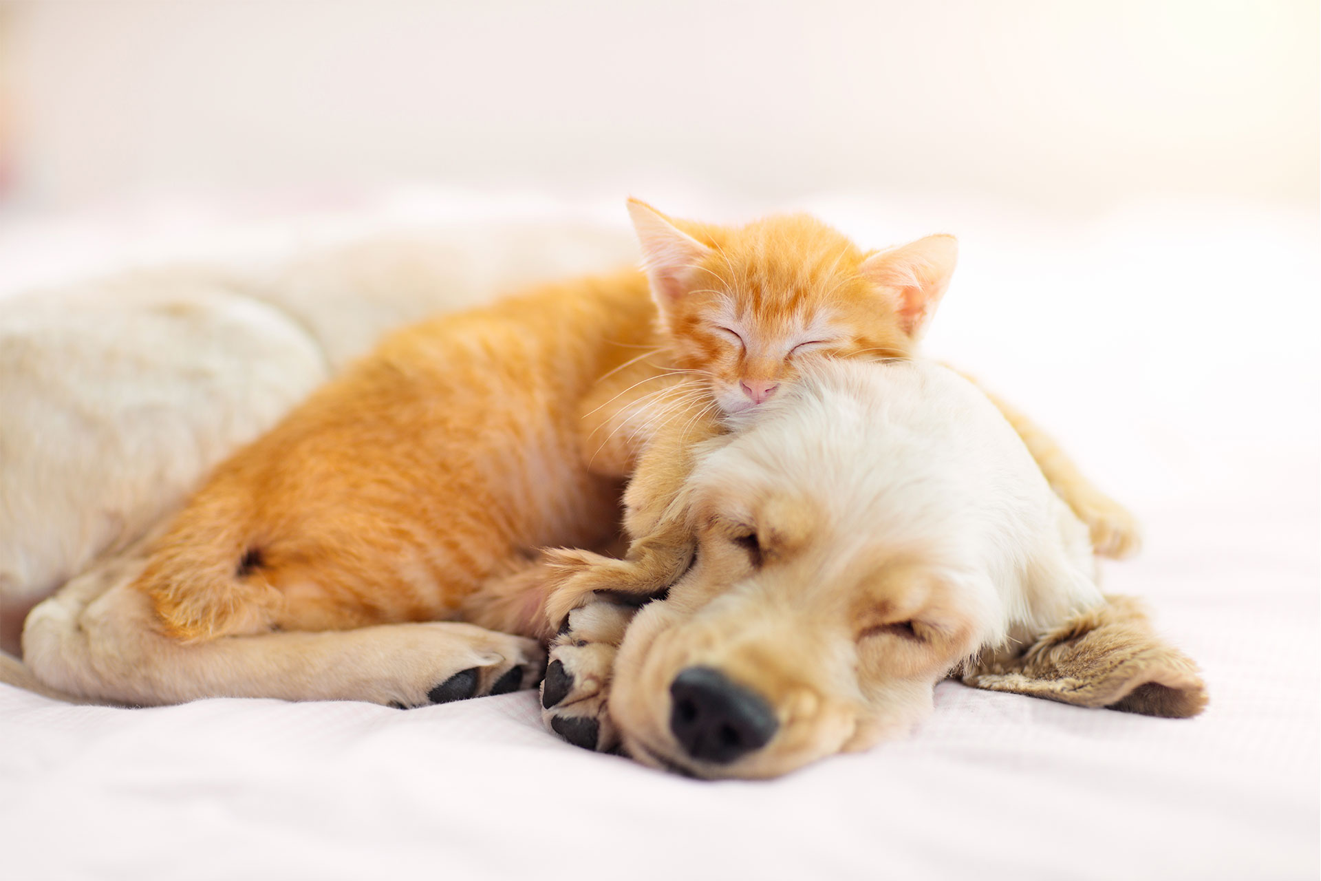 寄り添って眠る犬と猫
