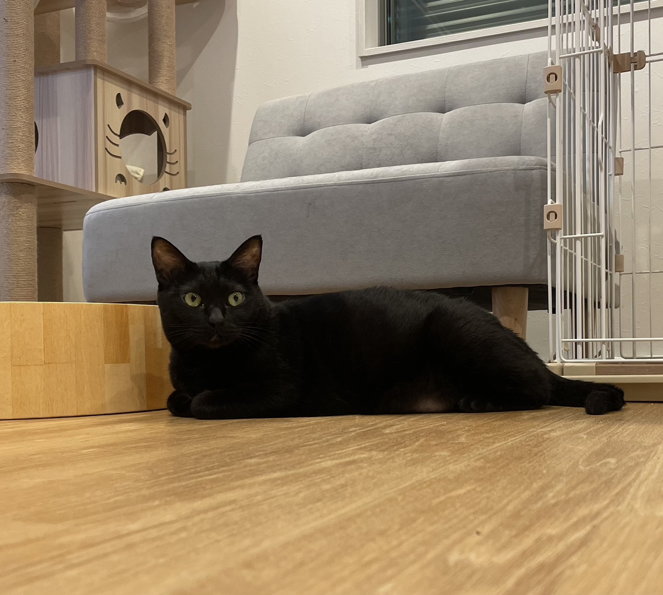 猫専用フリールームで過ごす猫