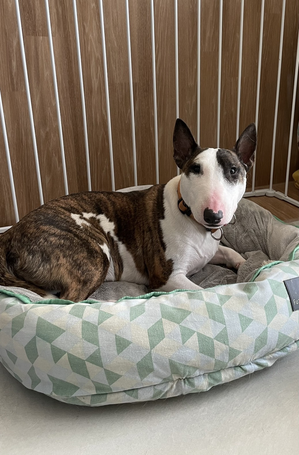 ペットホテルでくつろぐ犬