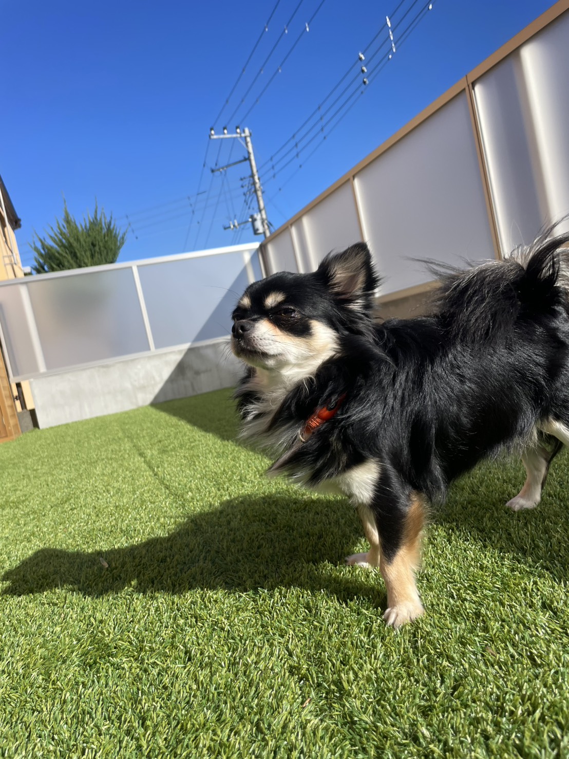 ガーデンドッグランで遊ぶ犬